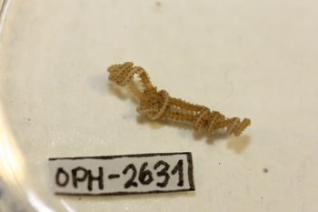 Media type: image;   Invertebrate Zoology OPH-2631 Description: Preserved specimen.;